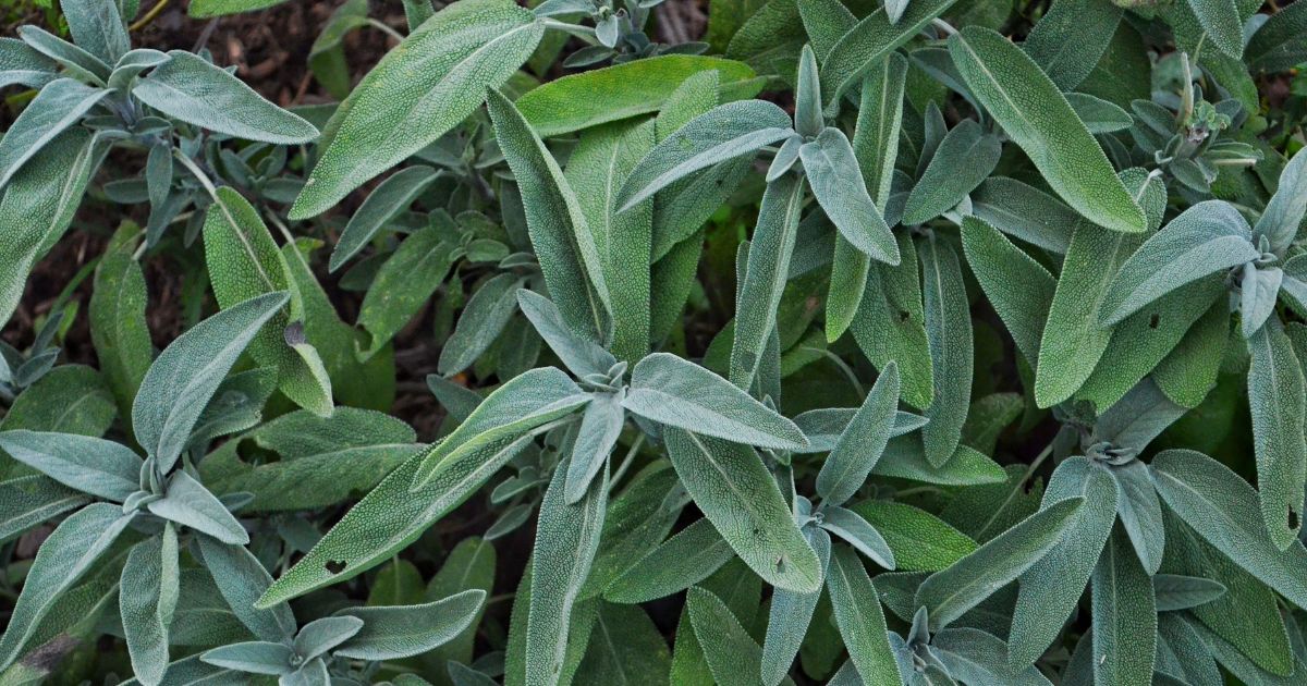 Folhas de sálvia para práticas de limpeza espiritual