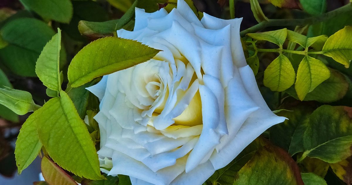 Rosa branca utilizada em práticas espirituais com ervas