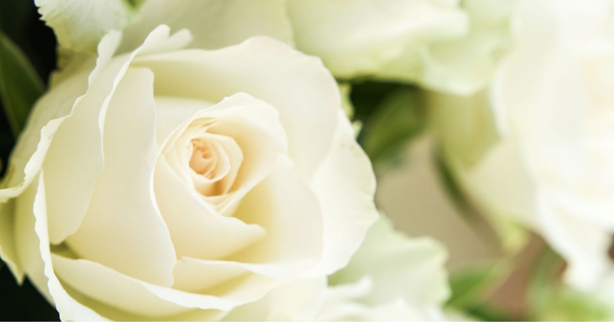 Rosa branca para banho de rosas