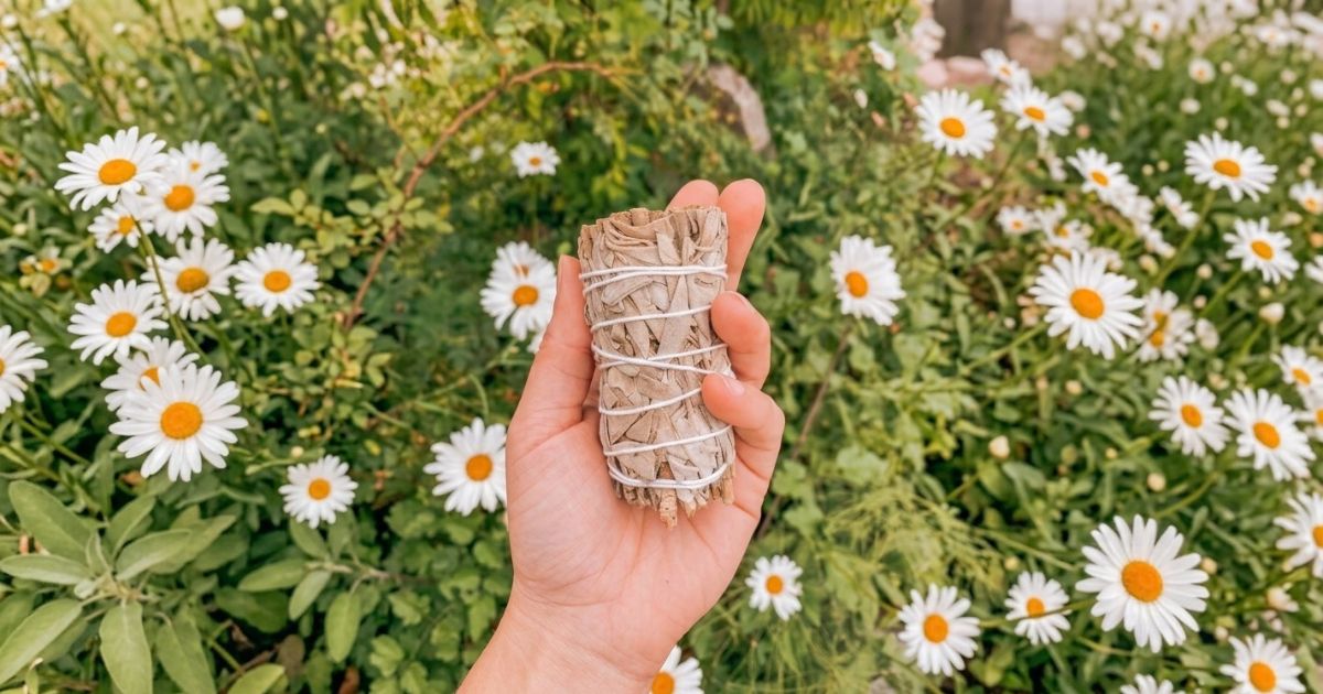 Sálvia: Benefícios, Usos e Como Utilizar em Rituais de Limpeza